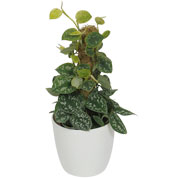 pothos- scindapsus - cache pot anthracite